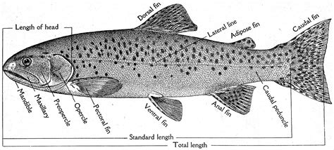 Trouts: Characteristics, classification, types and more...