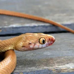 Brown Tree Snake - Facts, Diet, Habitat & Pictures on Animalia.bio