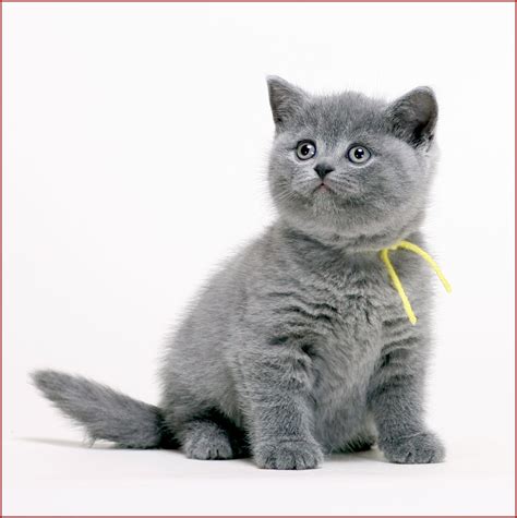 British blue kitten - One day ... | Gorgeous cats, Pretty cats, Cats