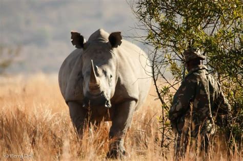 Home - Pilanesberg Wildlife Trust