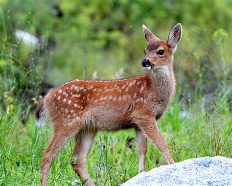 Black-tailed Deer Fawn Photograph by Peggy Collins