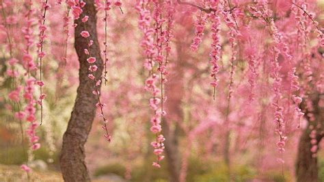 Cherry Blossom Desktop Wallpapers - Top Free Cherry Blossom Desktop ...