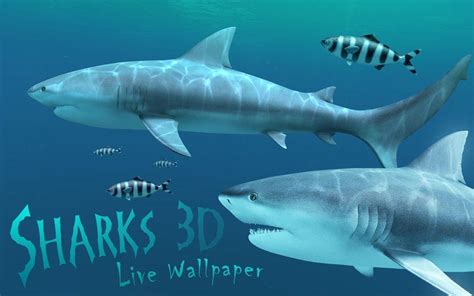 3D Shark Wallpapers - Top Free 3D Shark Backgrounds - WallpaperAccess