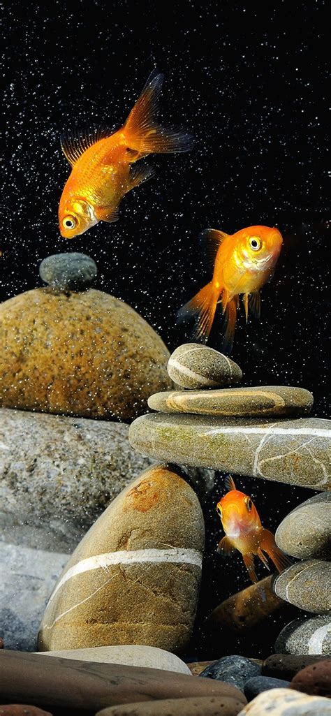 Gold Fish Wallpapers (41+ images inside)