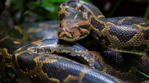 Video Of Alligator Wrestling A Burmese Python In Florida Goes Viral