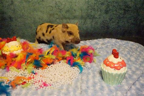 Everything you need to know about Juliana Pigs - Teacup Pigs