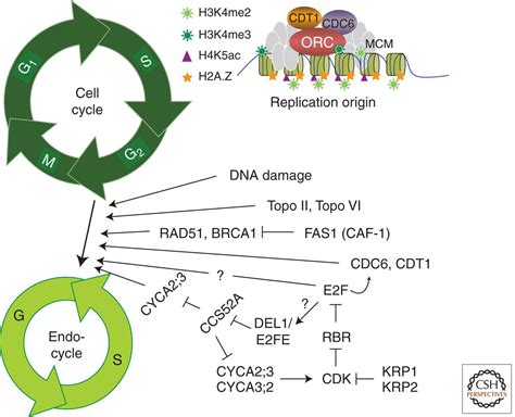 Regulating DNA Replication in Plants