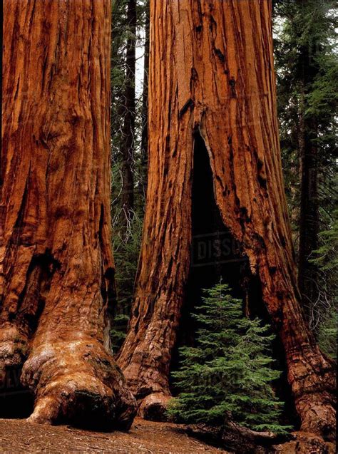 Great sequoia national park visitor center on this favorite site ...