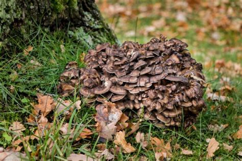 The Maitake Mushroom: Identification, Foraging, Lookalikes - Mushroom Appreciation