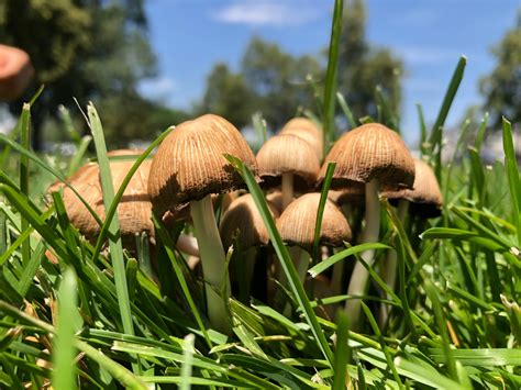 Mushrooms in the garden: Where do they come from? | Roodepoort Record