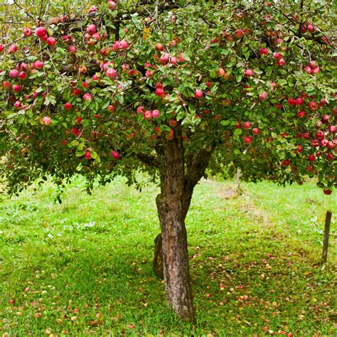 Apple Tree Location - Rengo Fruit