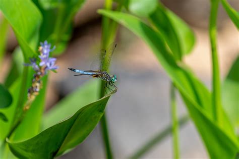 Constructed Wetland in Stormwater Management — Dragonfly Pond Works