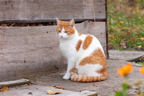 13 Orange and White Cat Breeds You'll Love (With Pictures)