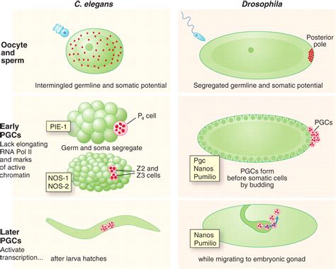 Germ Versus Soma Decisions: Lessons from Flies and Worms | Science