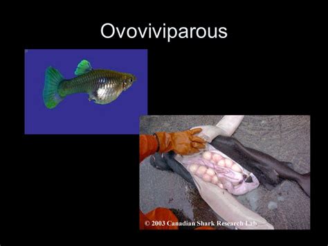 Top 101 + Viviparous and oviparous animals - Inoticia.net