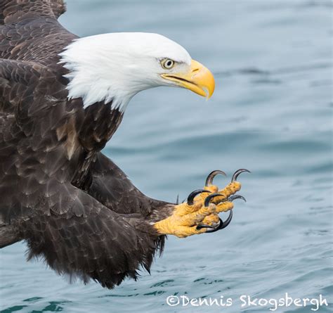 Eagles, etc: Homer, Alaska - Dennis Skogsbergh PhotographyDennis Skogsbergh Photography