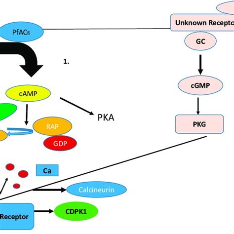 Comparison of a canonical, cAMP-signaling pathway in the human host ...