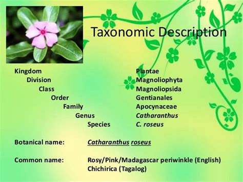 Ethnobotany - Plant Taxonomy Chichirica (Catharanthus roseus)