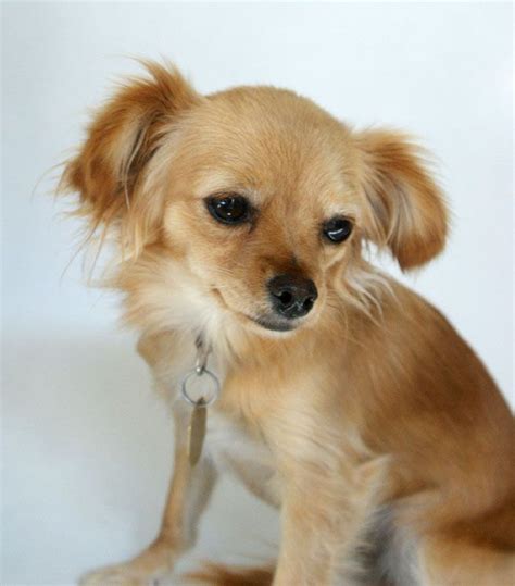 Long Hair Chihuahua Mix | I love dogs, Chihuahua mix, Chihuahua