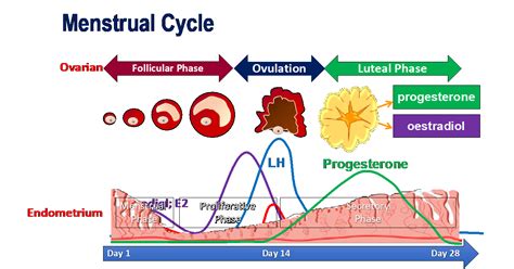 Misunderstanding Resignation Geometry diagram of the menstrual cycle ...