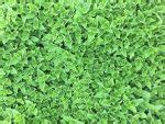 Edible Ground Cover Plants for Food, Function and Beauty - GardensAll