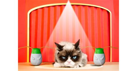 Grumpy Cat Images | POPSUGAR Tech