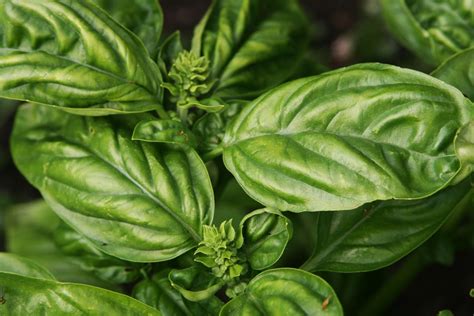 Growing Basil - How To Grow Basil Plants In Your Garden | Basil plant ...