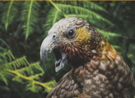 Bird of the Year – voting open – Civic Trust Auckland