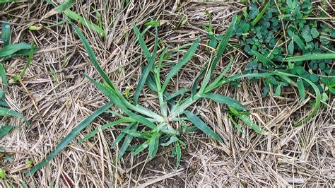 Goosegrass | University of Maryland Extension