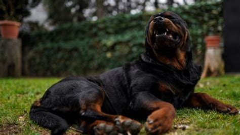 Are Rottweilers Dangerous? The Surprising Truth About Rotties