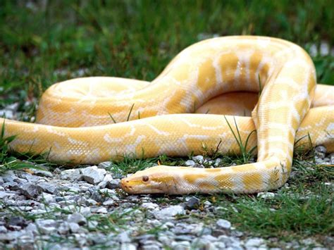 anaconda background white hd | Snake photos, Snake wallpaper, Yellow snake