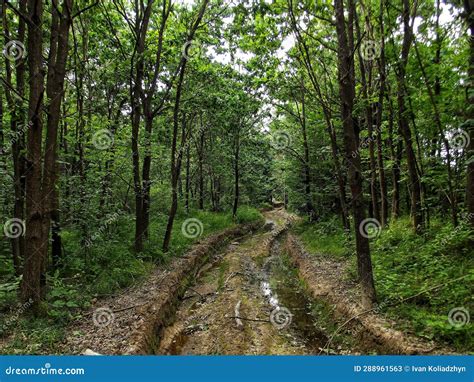 Abandoned forest road stock image. Image of rural, ecology - 288961563