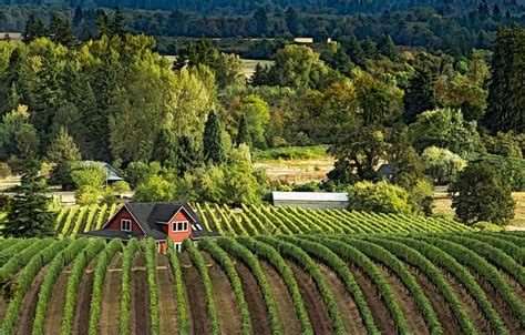 Yamhill County In Oregon Has More Than 80 Award-Winning Wineries