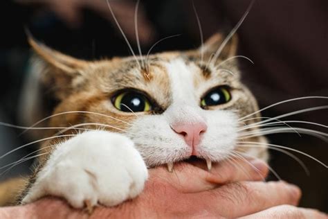 Why Does My Cat Bite Me? Three Common Reasons Explained