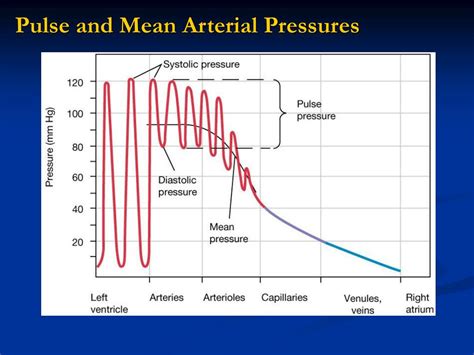 PPT - Introduction to Blood Pressure PowerPoint Presentation, free download - ID:4239209