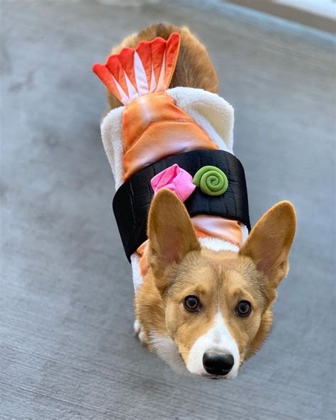 Corgi Dog Halloween Costume|Corgi Dog Halloween Costumes|Corgi Halloween Costume... … | Dog ...