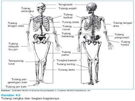 Rangka aksial & apendikular