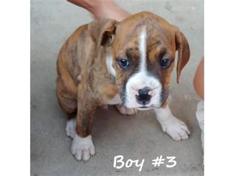 8 beautiful boxer puppies for adoption Fresno - Puppies for Sale Near Me