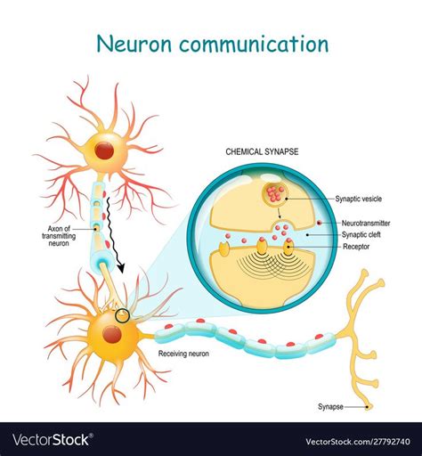 Diagrams Of Nerve Signal Transmission Action+potential+nerve