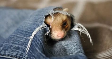 Ultimate Ferret Toy Guide: Best Homemade & Purchasable Toys