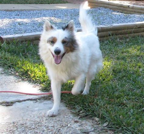 Australian Shepherd Sheltie Mix | Pensacola Fishing Forum