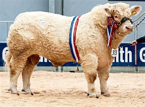 Charolais bulls fetch top price of 25,000gns at Stirling