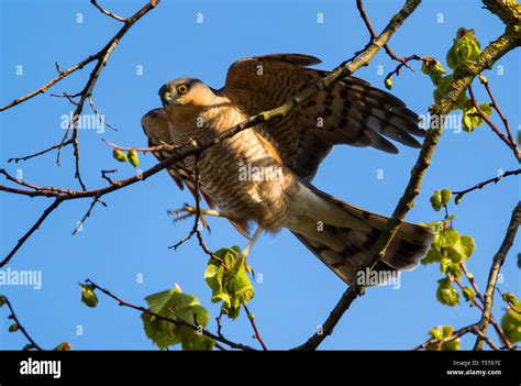 Male Sparrow hawk at nesting time Stock Photo - Alamy