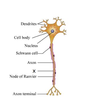 Draw and label the diagram of the nerve cell