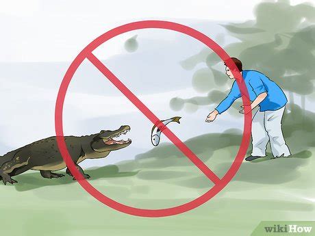 3 Ways to Avoid an Alligator Attack - wikiHow