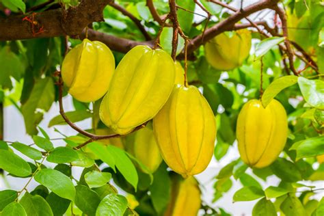 Carambola - Benefícios e Propriedades - Frutas - InfoEscola