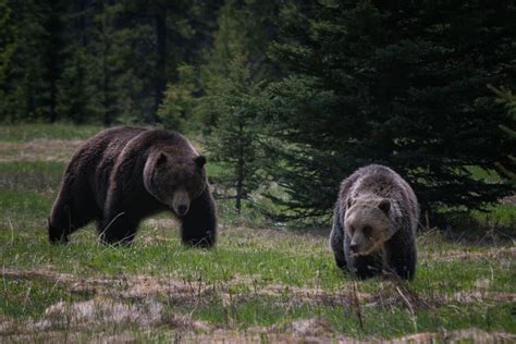 How to SURVIVE A BEAR ATTACK in Canada and the United States