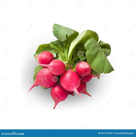 Pink Radish Isolated on White Background Stock Photo - Image of salad, pink: 251279150