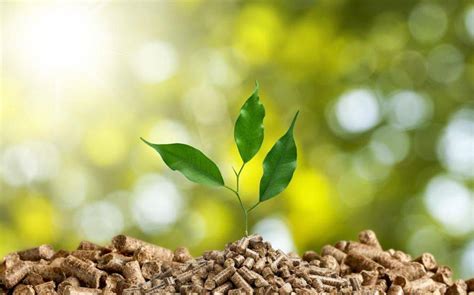 IIT-Madras Researchers Use AI to Study Biomass Fuel Production