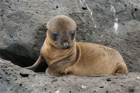 Galapagos Islands Baby Sea Lion | Bahia Fe is a spot known t… | Flickr